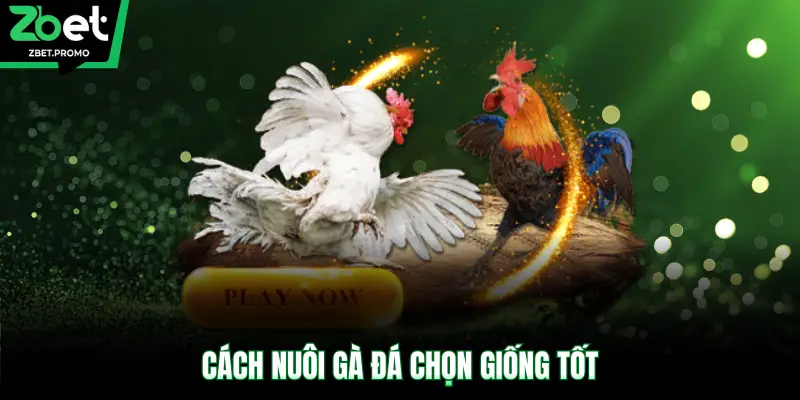Cách nuôi gà đá chọn giống tốt
