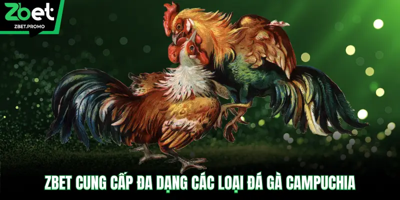 ZBET cung cấp đa dạng các loại đá gà Campuchia